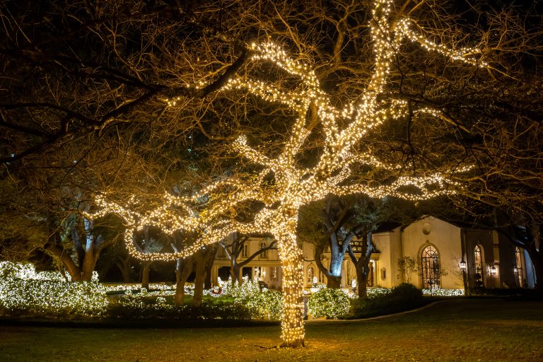Wake Forest Tree with Christmas lights